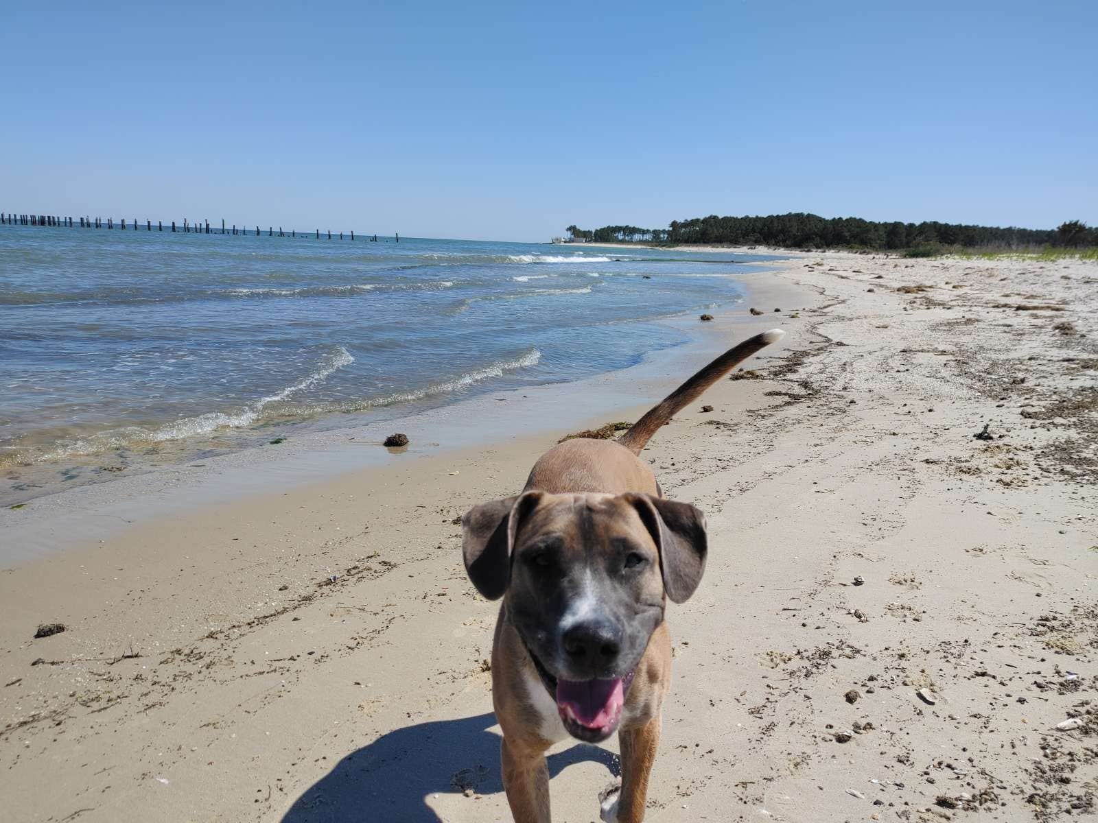 Camper submitted image from Wisteria Beach Hideaway - 5