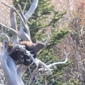 Review photo of Angel Creek Campground by Florian J., May 21, 2021