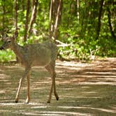 Review photo of Wild River State Park Campground by Kate H., June 4, 2018