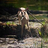 Review photo of Wild River State Park Campground by Kate H., June 4, 2018