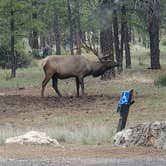 Review photo of Tusayan-Montane — Grand Canyon National Park by Cedric S., May 21, 2021