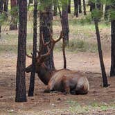 Review photo of Tusayan-Montane — Grand Canyon National Park by Cedric S., May 21, 2021