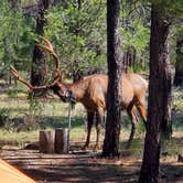 Review photo of Tusayan-Montane — Grand Canyon National Park by Cedric S., May 21, 2021