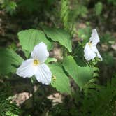Review photo of Wild River State Park Campground by Kate H., June 4, 2018