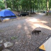 Review photo of Raccoon Mountain Caverns and Campground by Joshua C., May 22, 2021