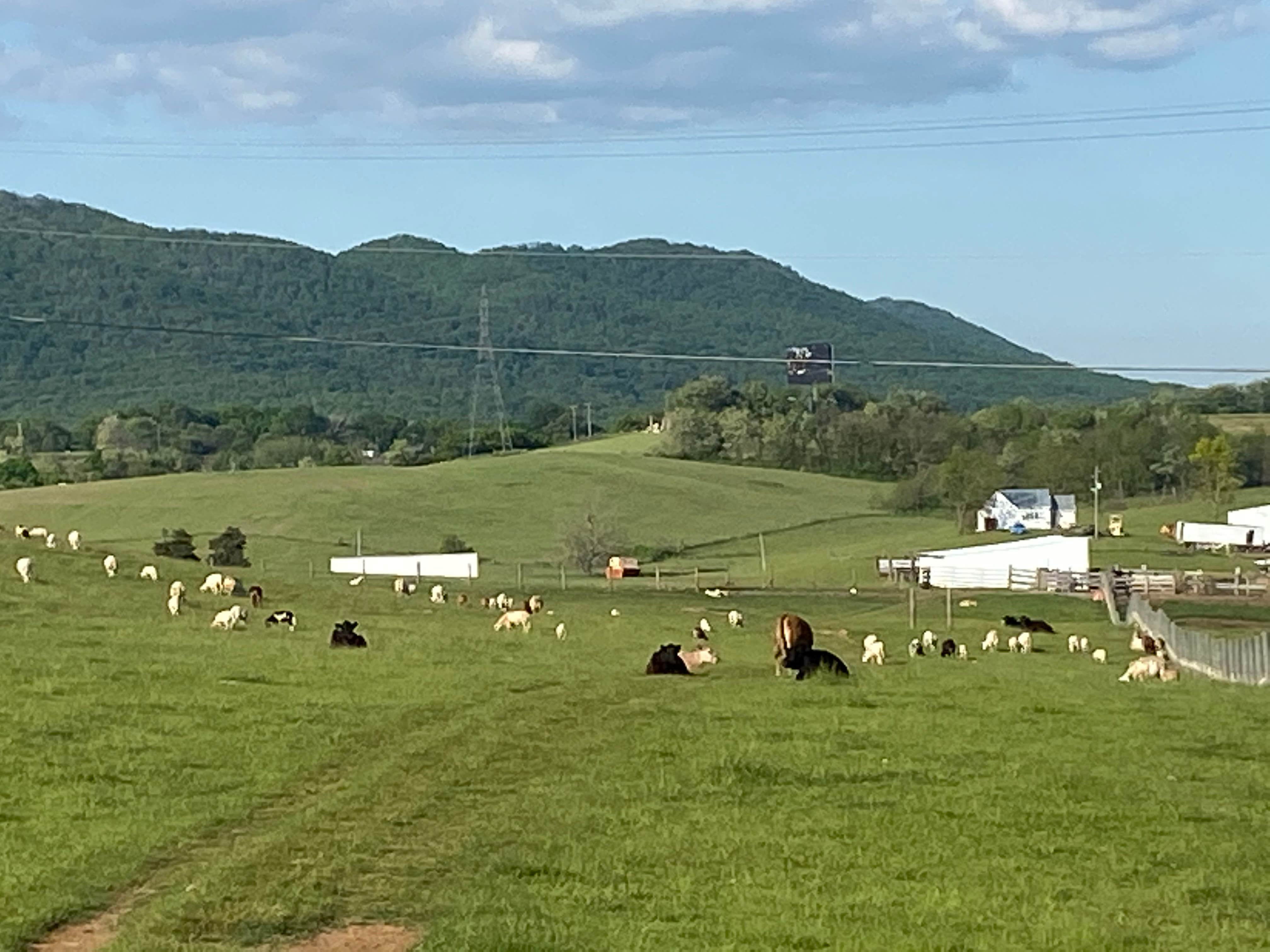 White cedar hotsell horse camp