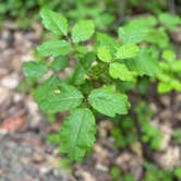 Review photo of Jedidiah Smith Campground — Redwood National Park by Phoebe B., May 22, 2021