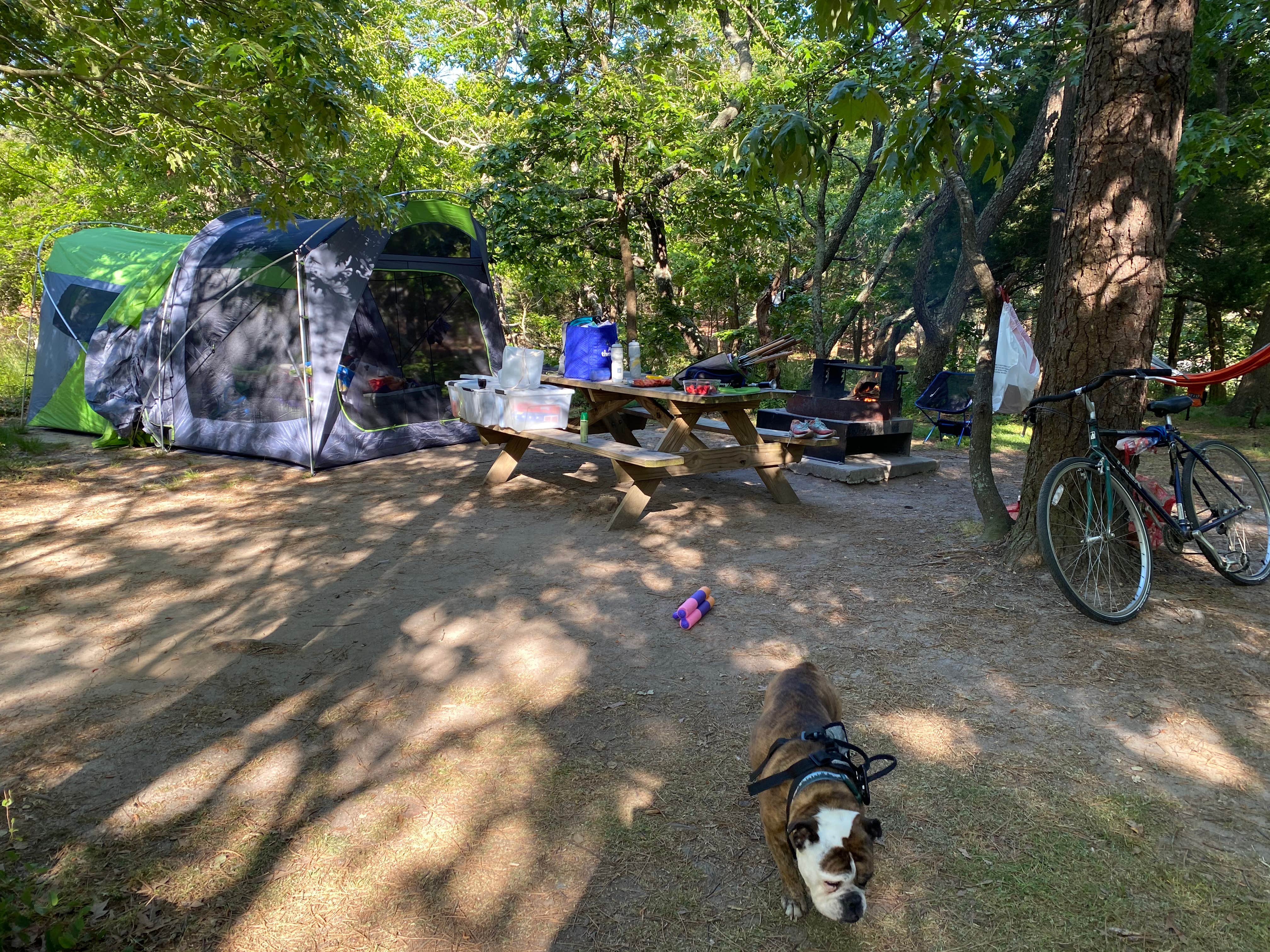 Alisa C.'s photo at Cape Henlopen State Park Campground near Cape May Court House, NJ