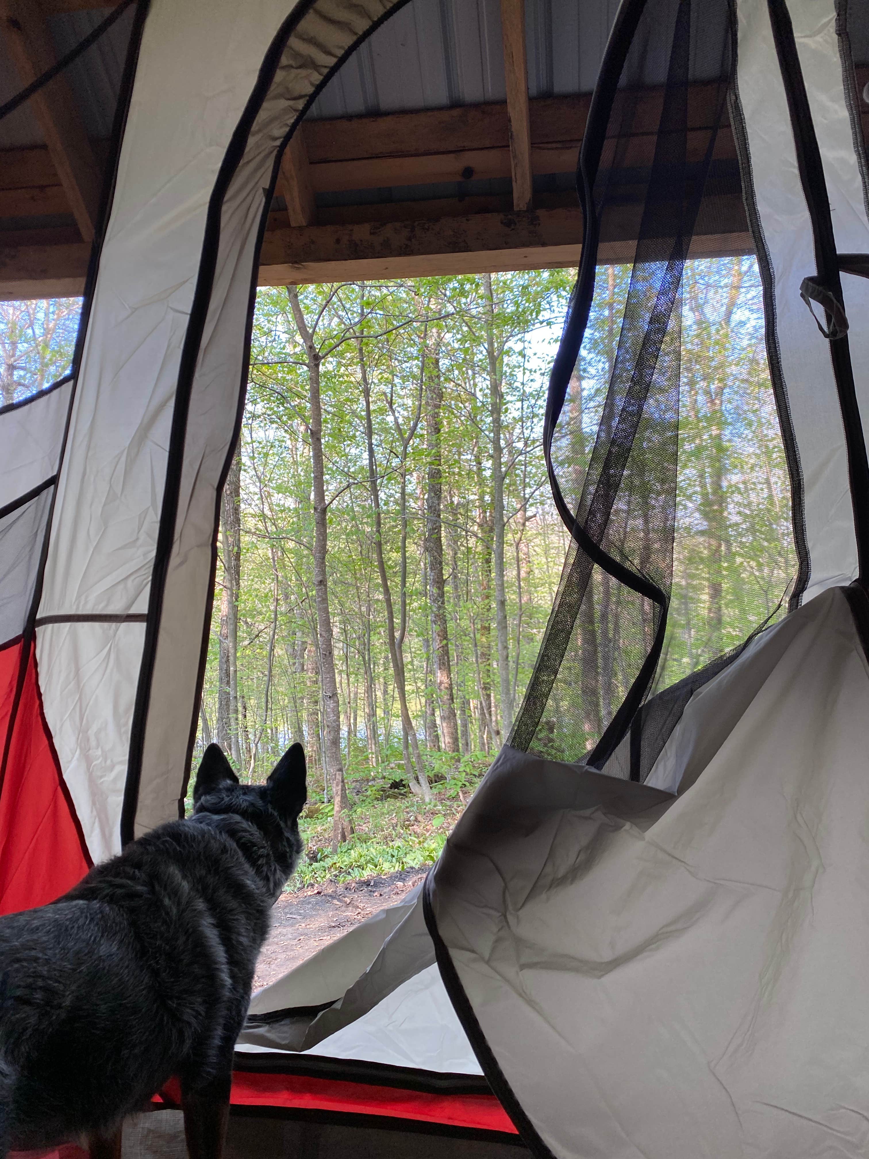 Molly G.'s photo of camping with pets at Grout Pond Campground — Green Mountain & Finger Lakes National Forests near Bellows Falls, VT