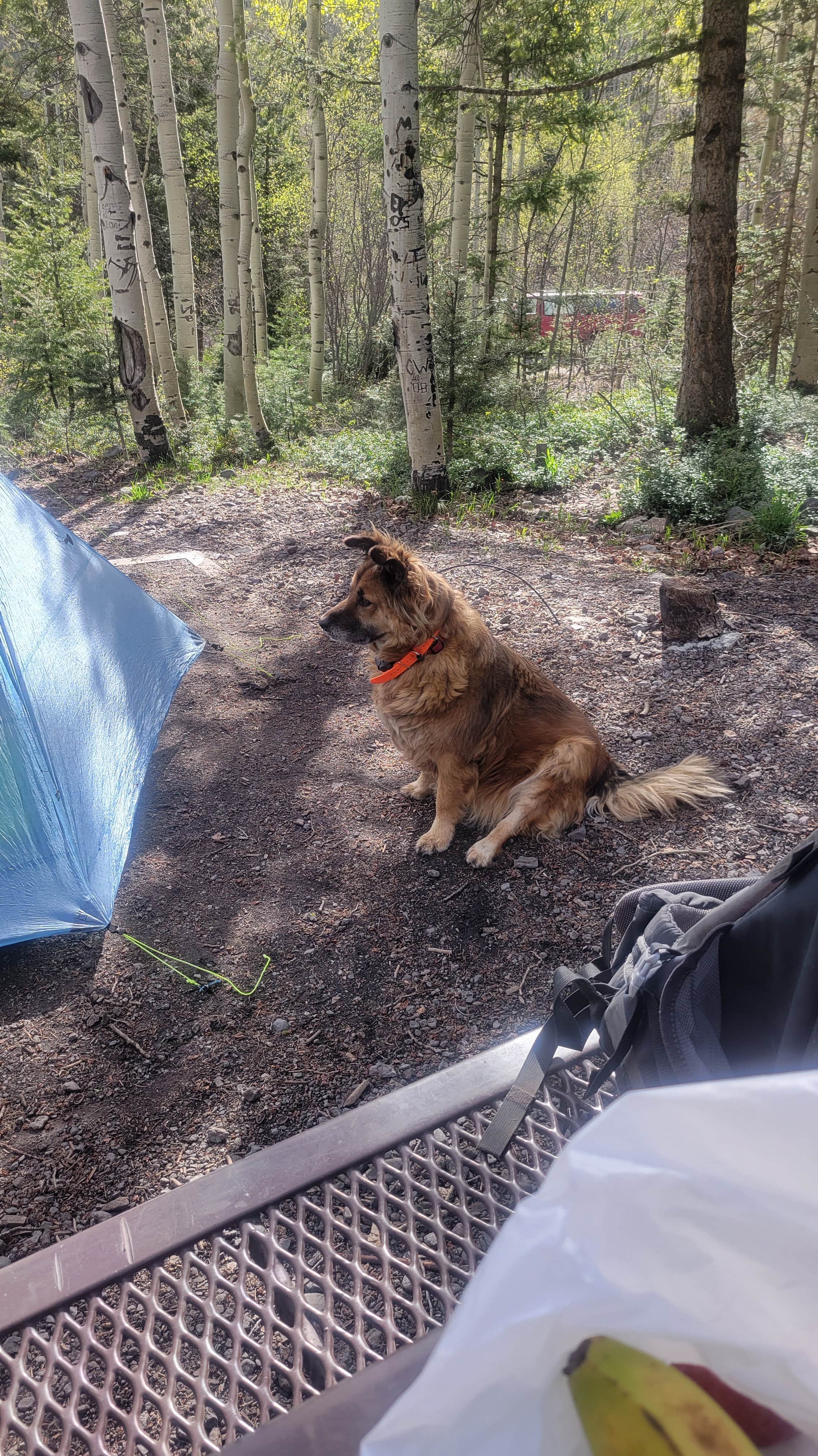 Florian J.'s photo of camping with pets at Uncompahgre National Forest Thistledown Campground near Ridgway, CO