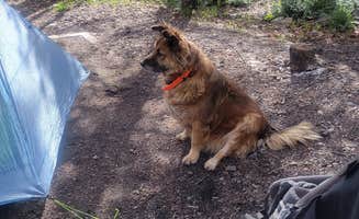 Florian J.'s photo of camping with pets at Uncompahgre National Forest Thistledown Campground near Ridgway, CO