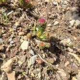 Review photo of Angel Creek Campground by Florian J., May 21, 2021
