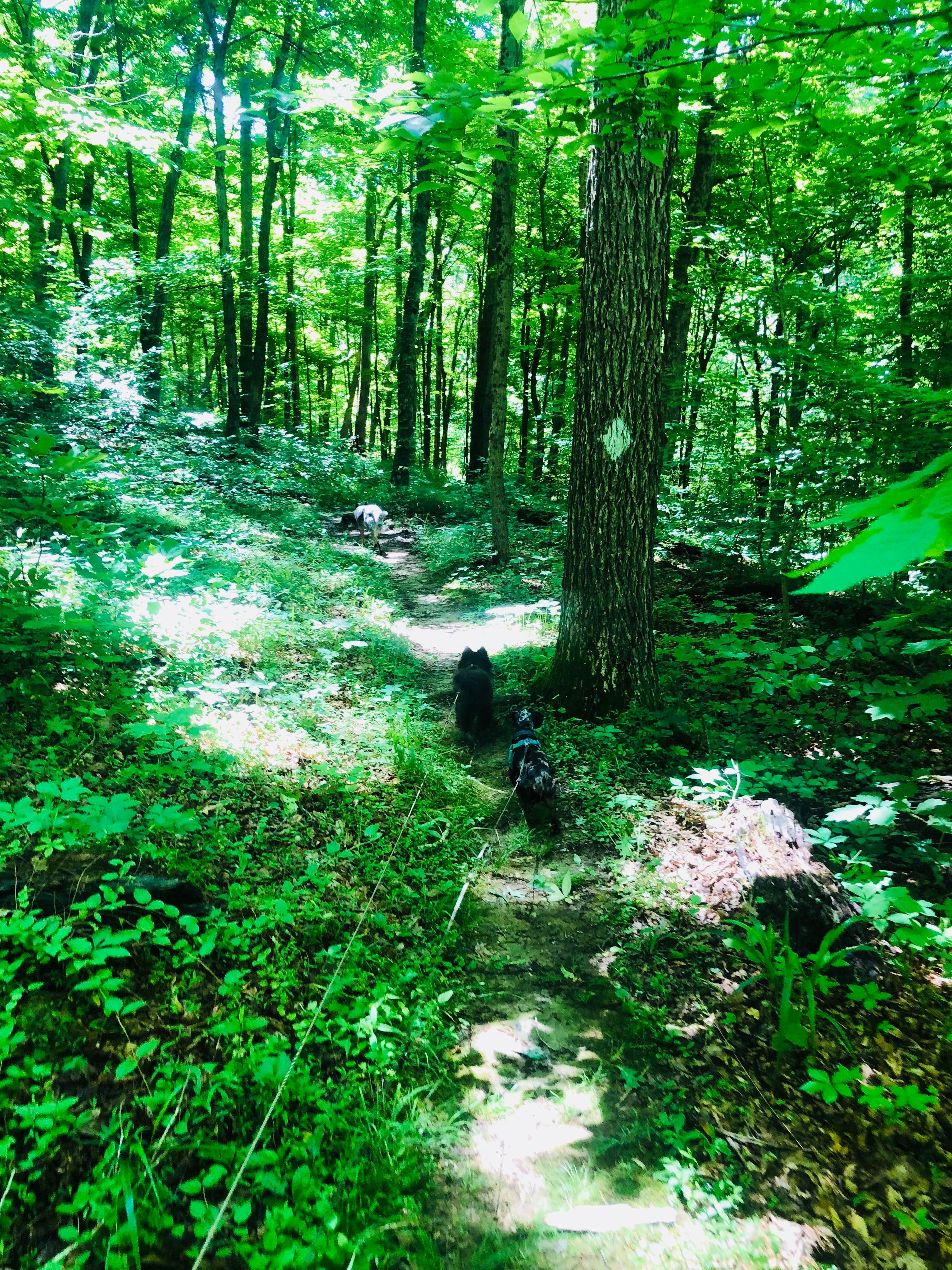 Camper-submitted photo at Celina Recreation Area near Union Star, KY