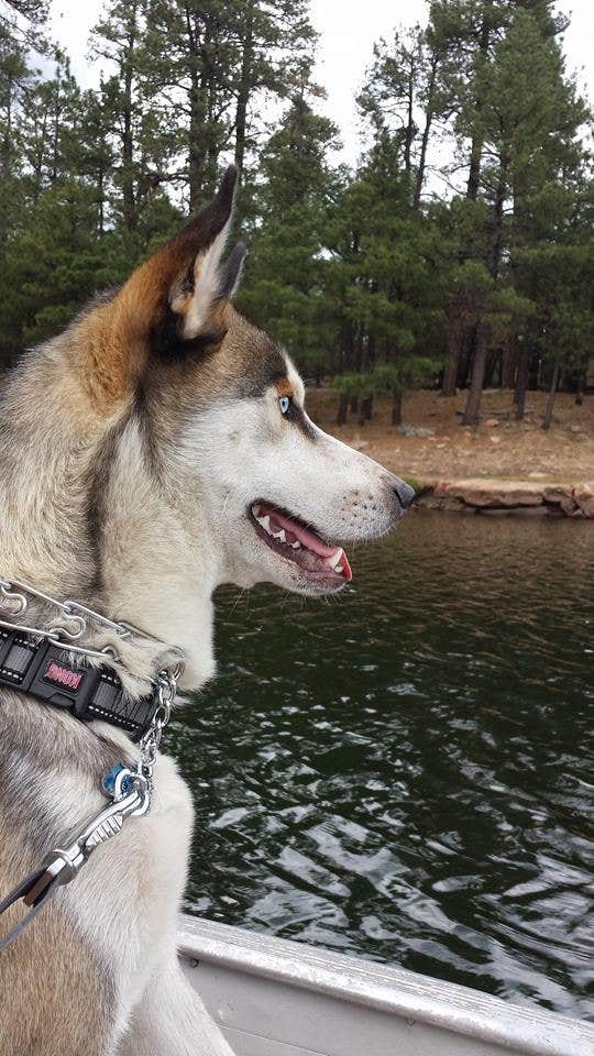 Taleen D.'s photo of camping with pets at Mogollon Campground near Kohls Ranch, AZ