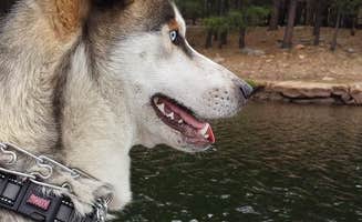 Taleen D.'s photo of camping with pets at Mogollon Campground near Forest Lakes, AZ