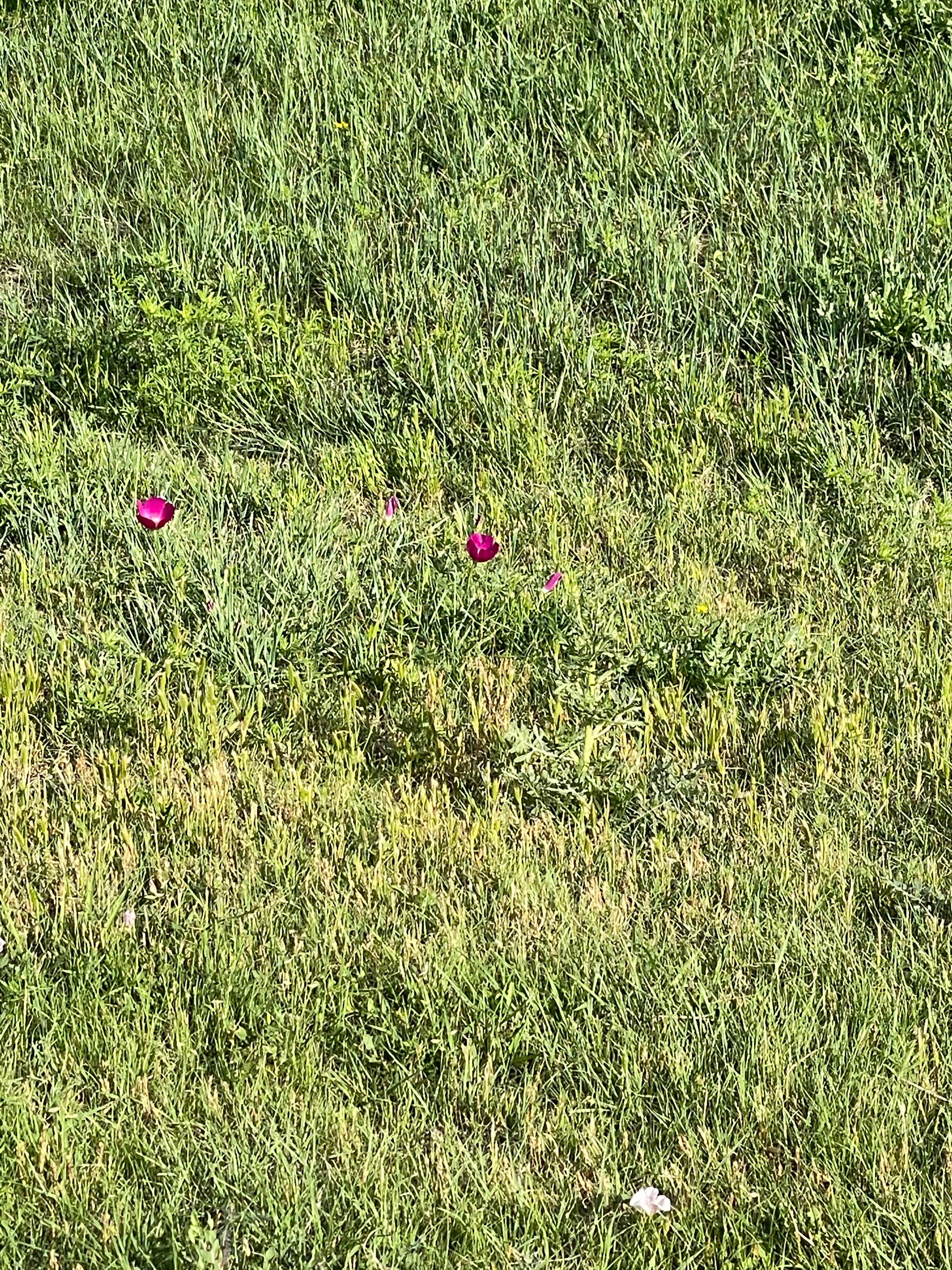 Camper-submitted photo at Wolf Creek Park - Perryton near Canadian, TX