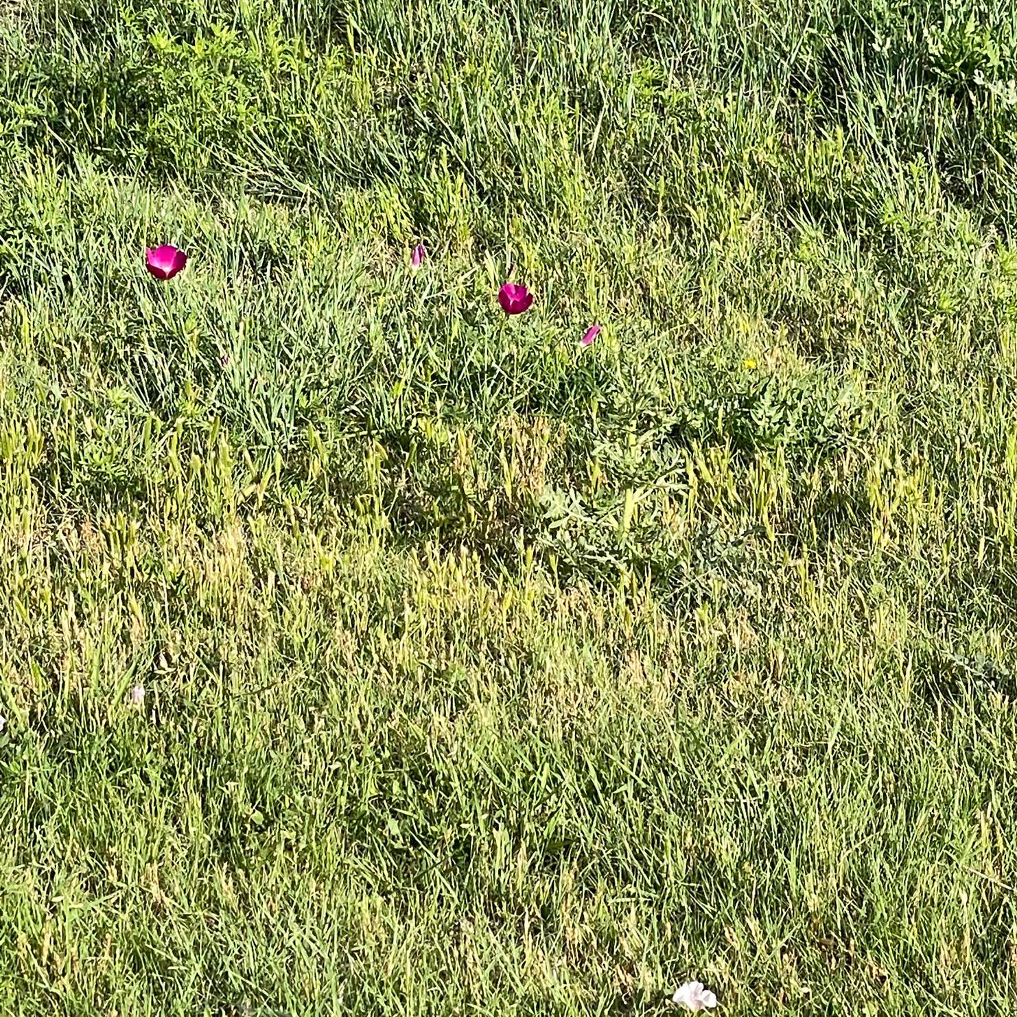 Wolf Creek Park Perryton Camping Perryton, TX