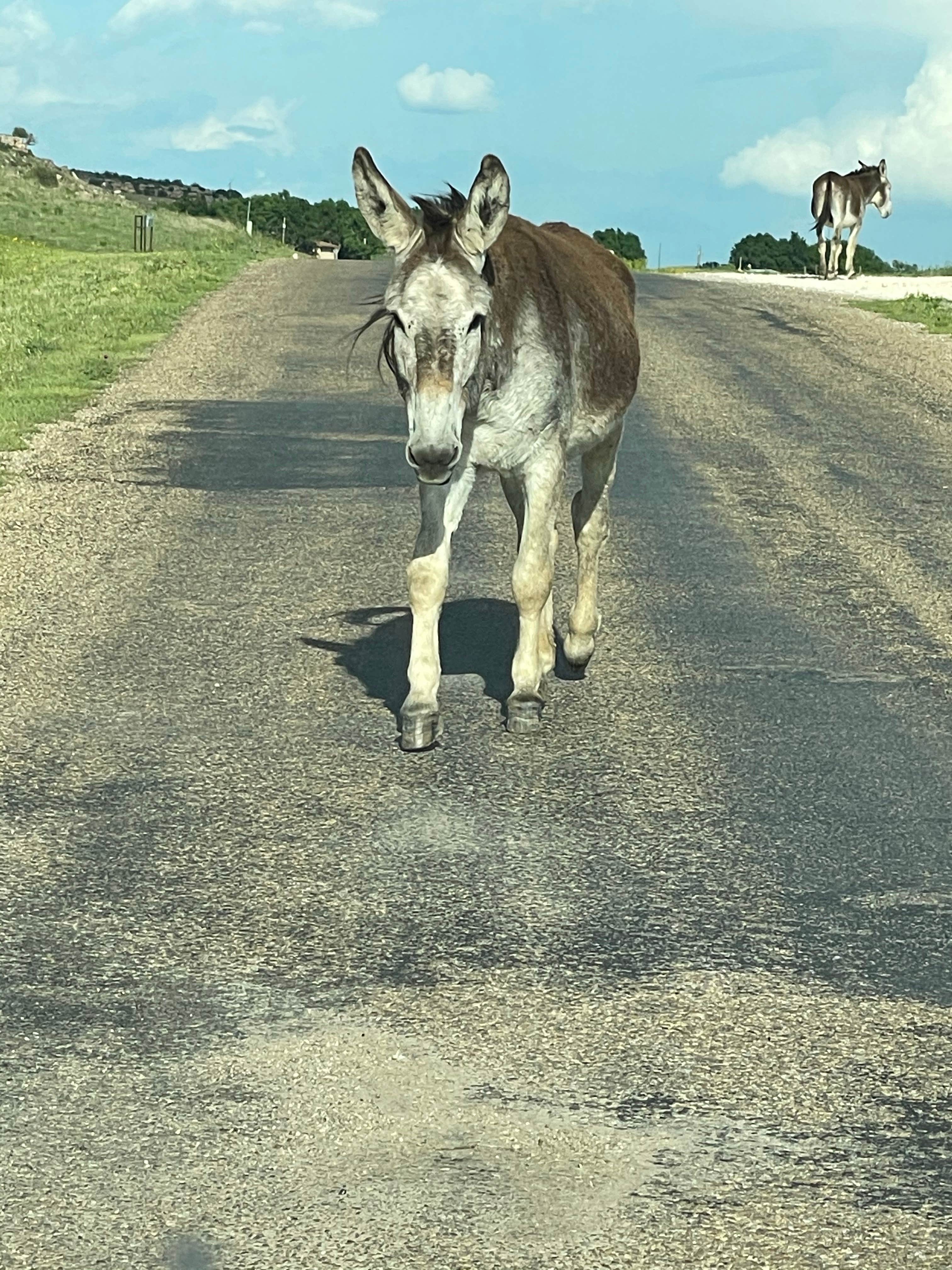 Camper-submitted photo at Wolf Creek Park - Perryton near Canadian, TX