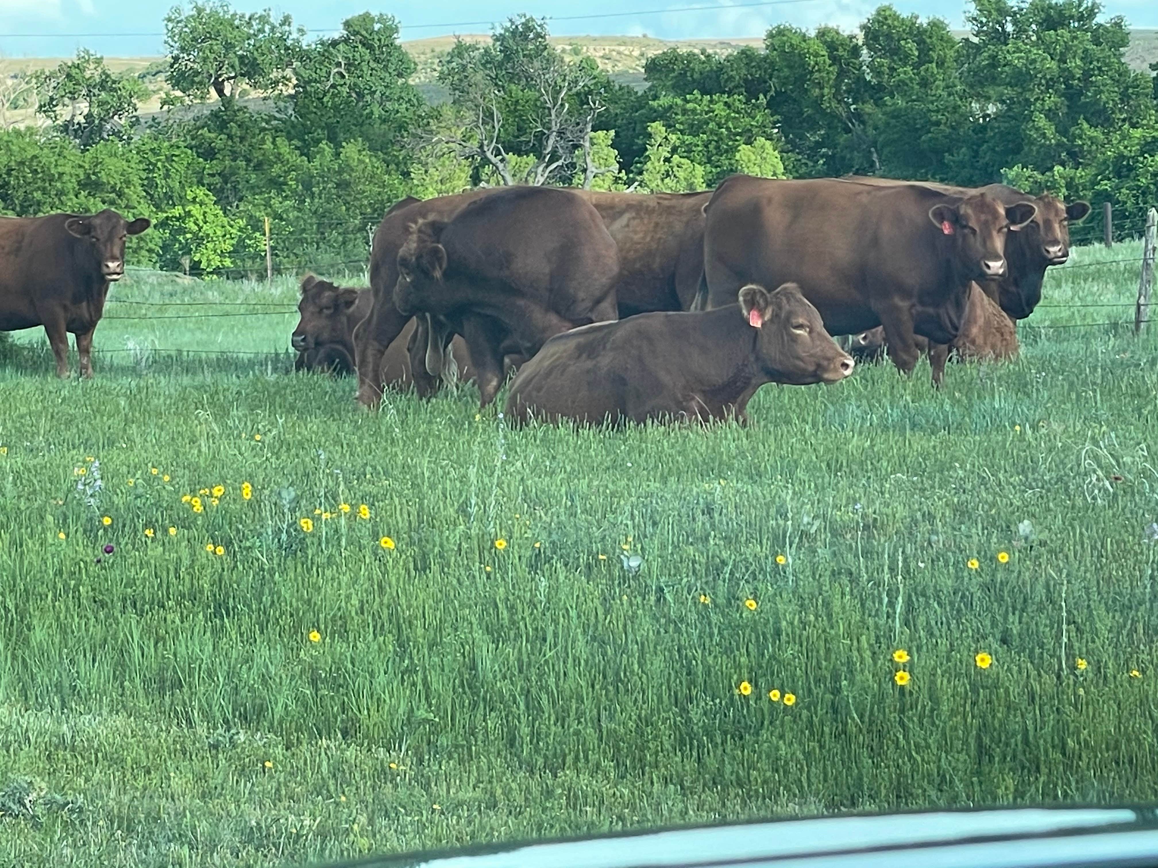 Camper-submitted photo at Wolf Creek Park - Perryton near Canadian, TX
