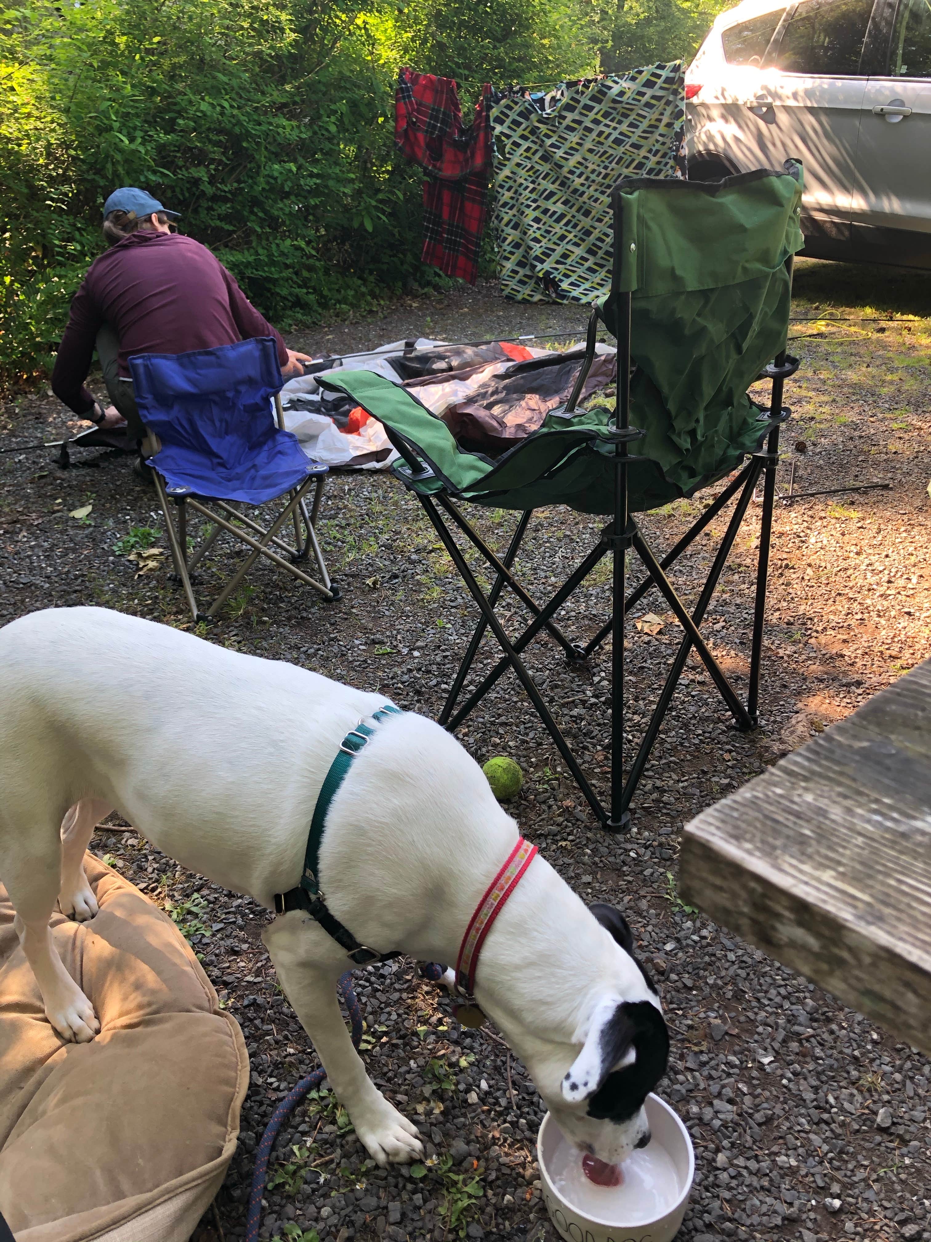 Olivia's photo of camping with pets at Bay View State Park Campground near Bellingham, WA
