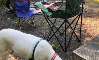 Olivia's photo of camping with pets at Bay View State Park Campground near Oak Harbor, WA