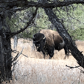 Review photo of Cottonwood Campground — Theodore Roosevelt National Park by David P., May 23, 2021