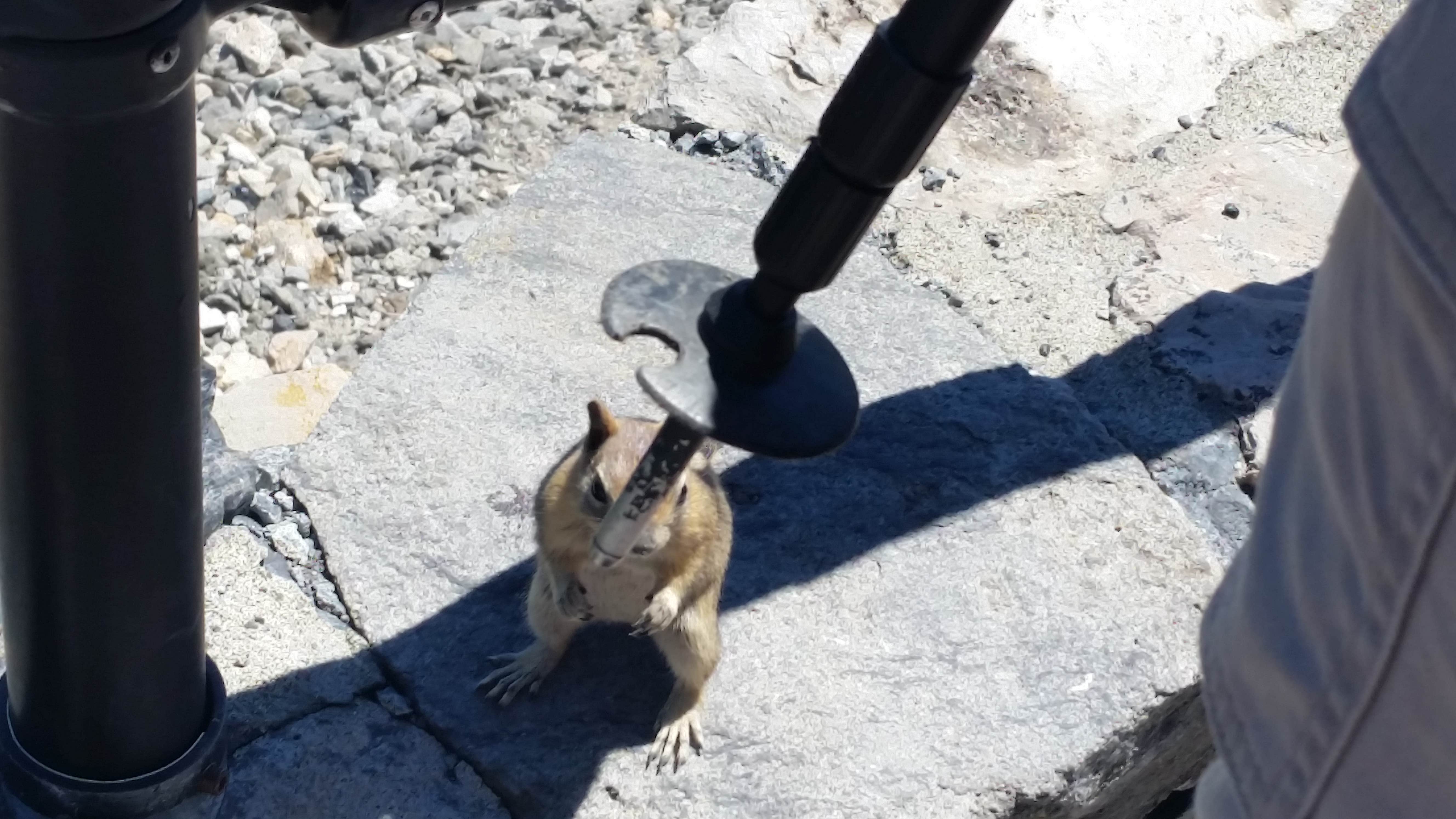 Lesa H.'s photo of camping with pets at Newberry National Volcanic Monument - Deschutes NF near Brothers, OR