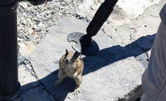 Lesa H.'s photo of camping with pets at Newberry National Volcanic Monument - Deschutes NF near Deschutes & Ochoco National Forests & Crooked River National Grassland