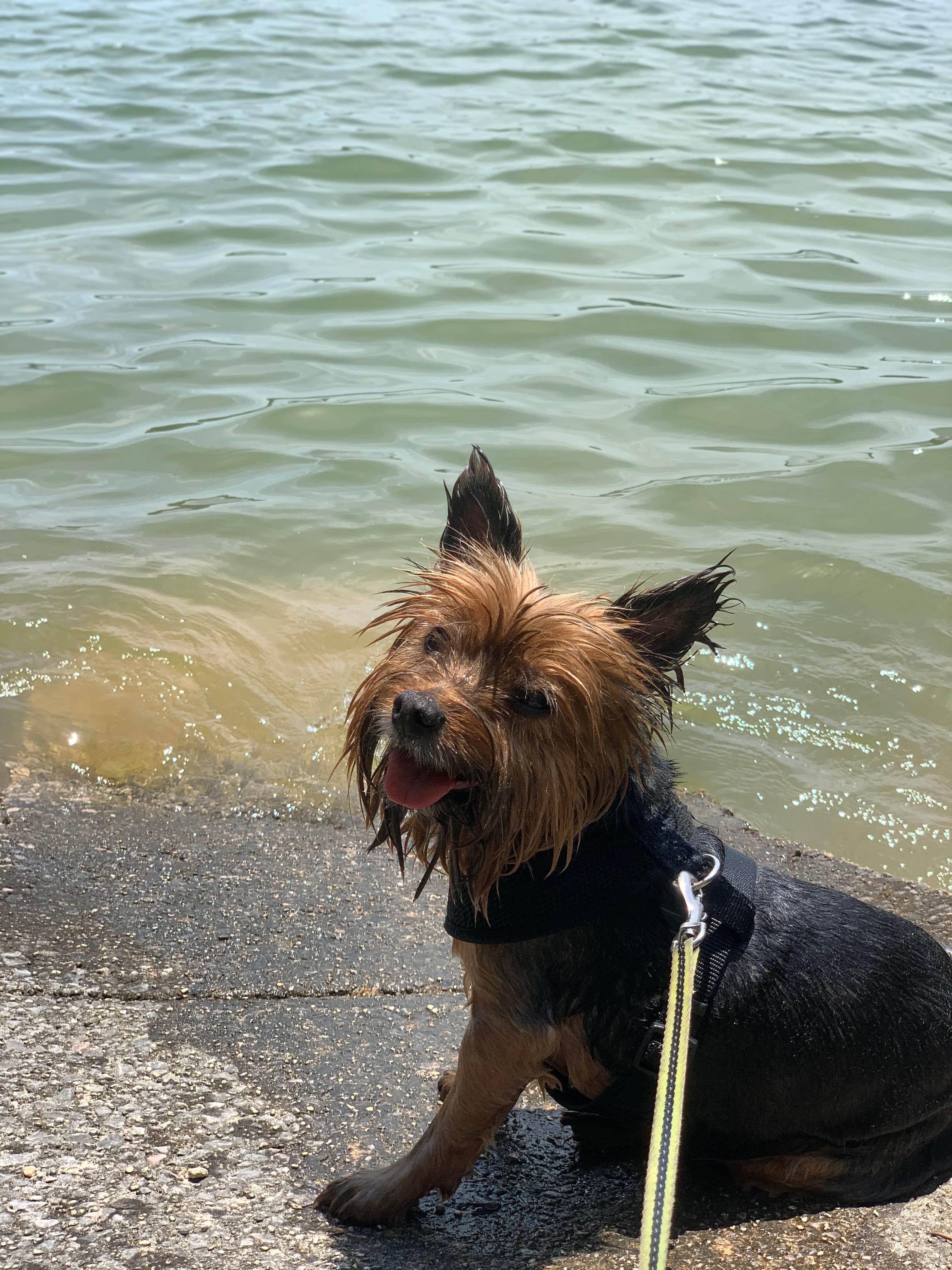 Genie C.'s photo of camping with pets at Corinth Recreation Area near Houston, AL