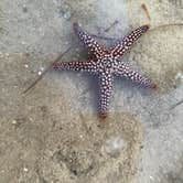 Review photo of Fort De Soto Campground by Daniel S., May 24, 2021
