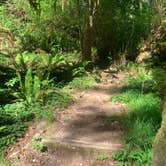 Review photo of Mill Creek Campground — Del Norte Coast Redwoods State Park by Toni  K., May 24, 2021