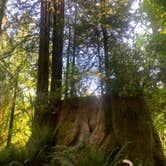 Review photo of Mill Creek Campground — Del Norte Coast Redwoods State Park by Toni  K., May 24, 2021