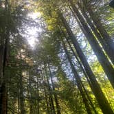 Review photo of Mill Creek Campground — Del Norte Coast Redwoods State Park by Toni  K., May 24, 2021