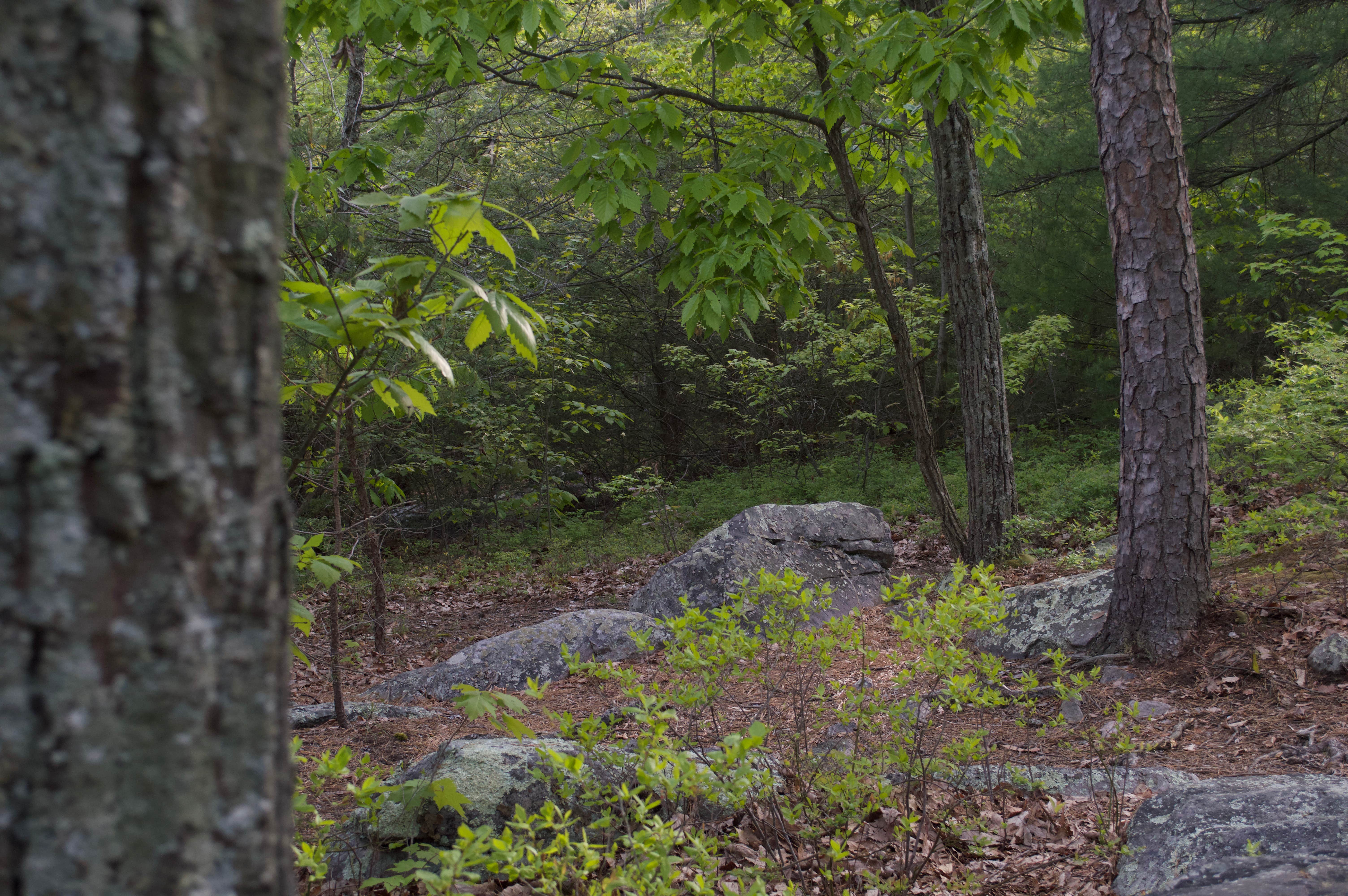 Camper-submitted photo at South Michaux State Forest Campsites near Fayetteville, PA