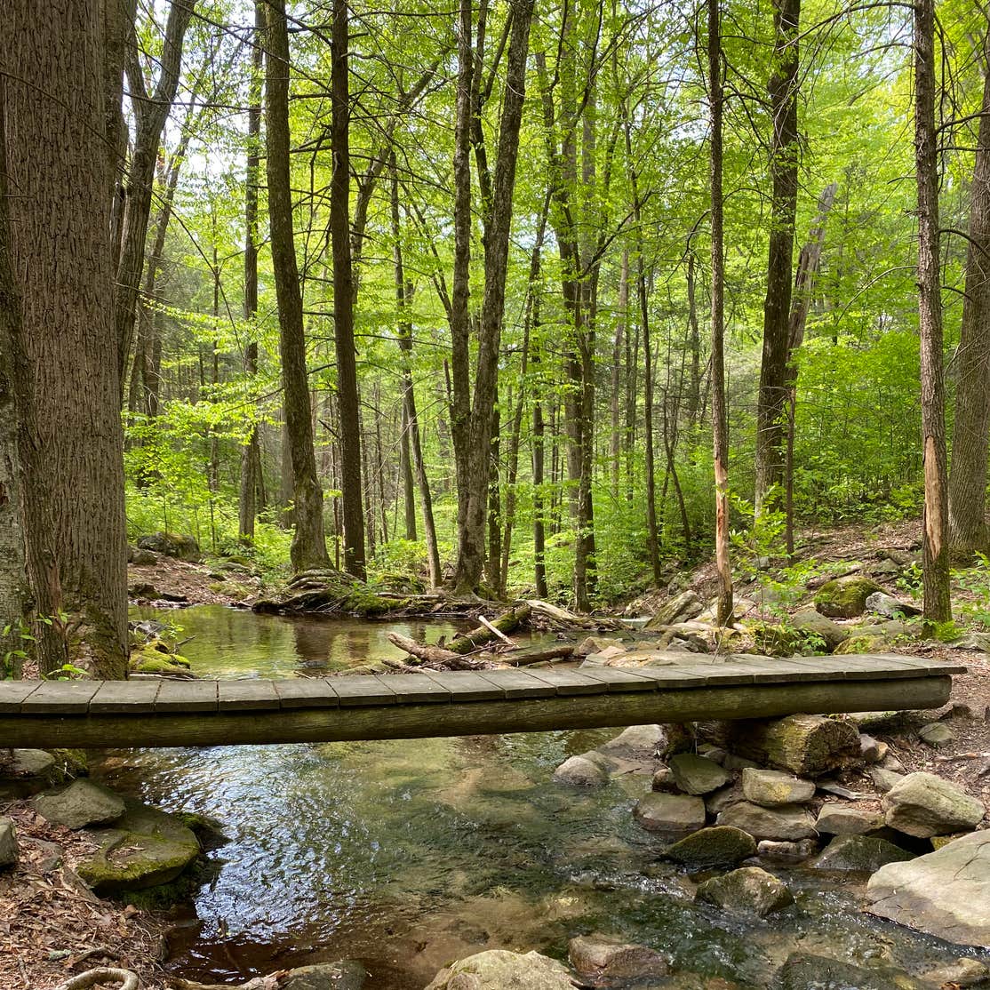 Michaux State Forest Michaux State Forest