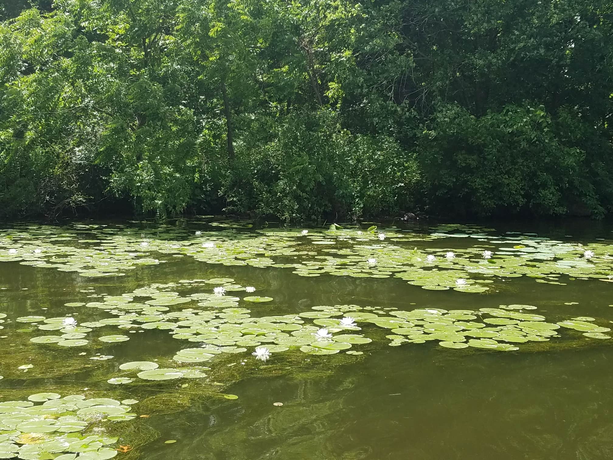 Camper-submitted photo at Lake of Three Fires State Park Campground near Corning, IA
