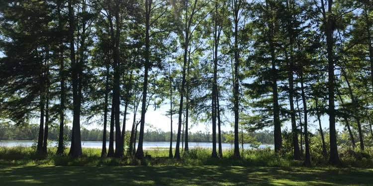 Camper submitted image from Fins and Feathers Campground