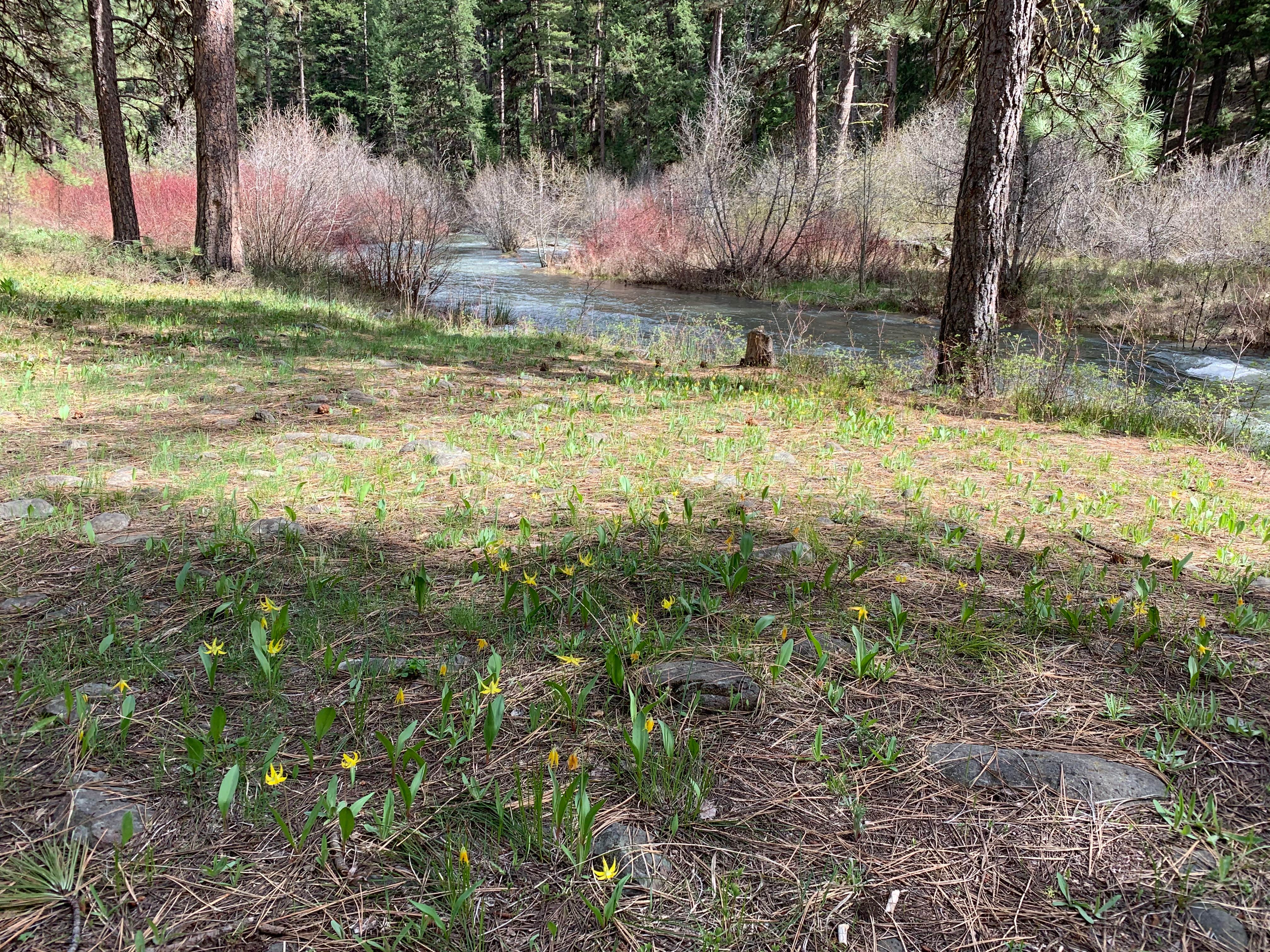 Camper-submitted photo at Middle Fork near Prairie City, OR