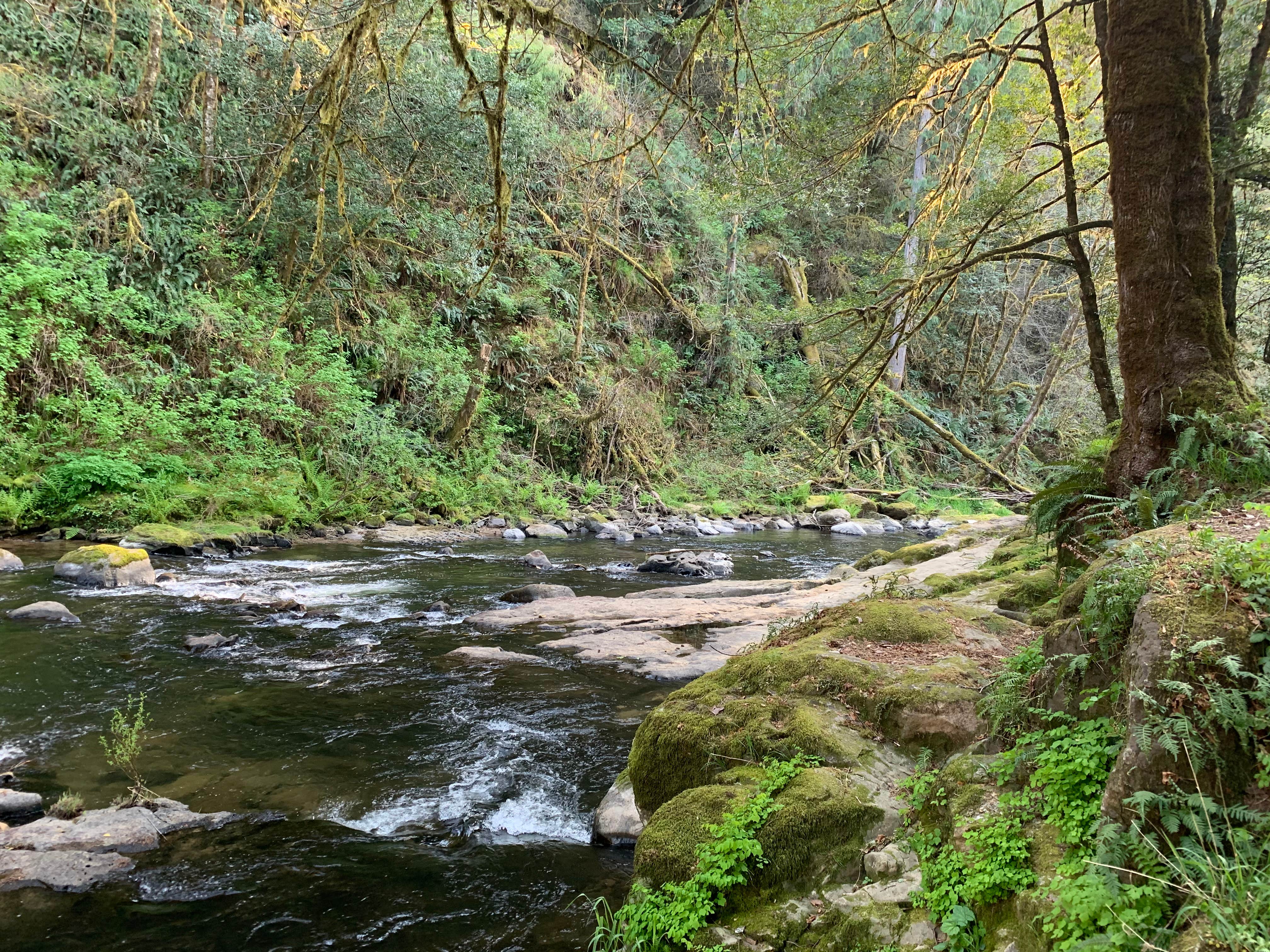 Camper-submitted photo at LaVerne County Park near Camas Valley, OR