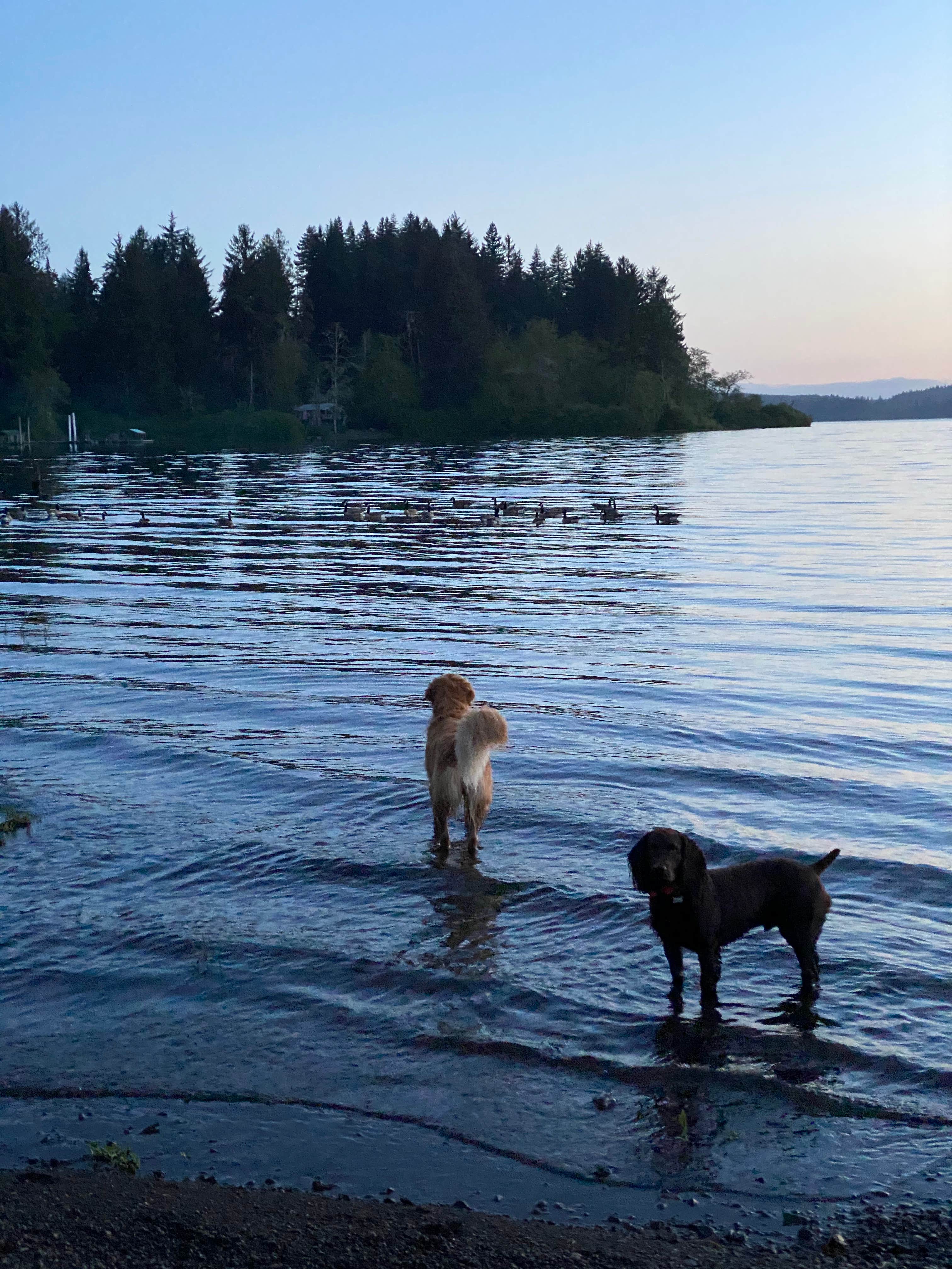 Camper-submitted photo at Rain Forest Resort Village near Olympic National Park