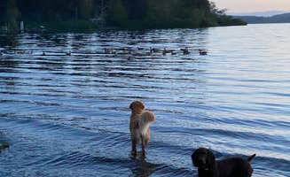 L & K S.'s photo of camping with pets at Rain Forest Resort Village near Olympic National Forest