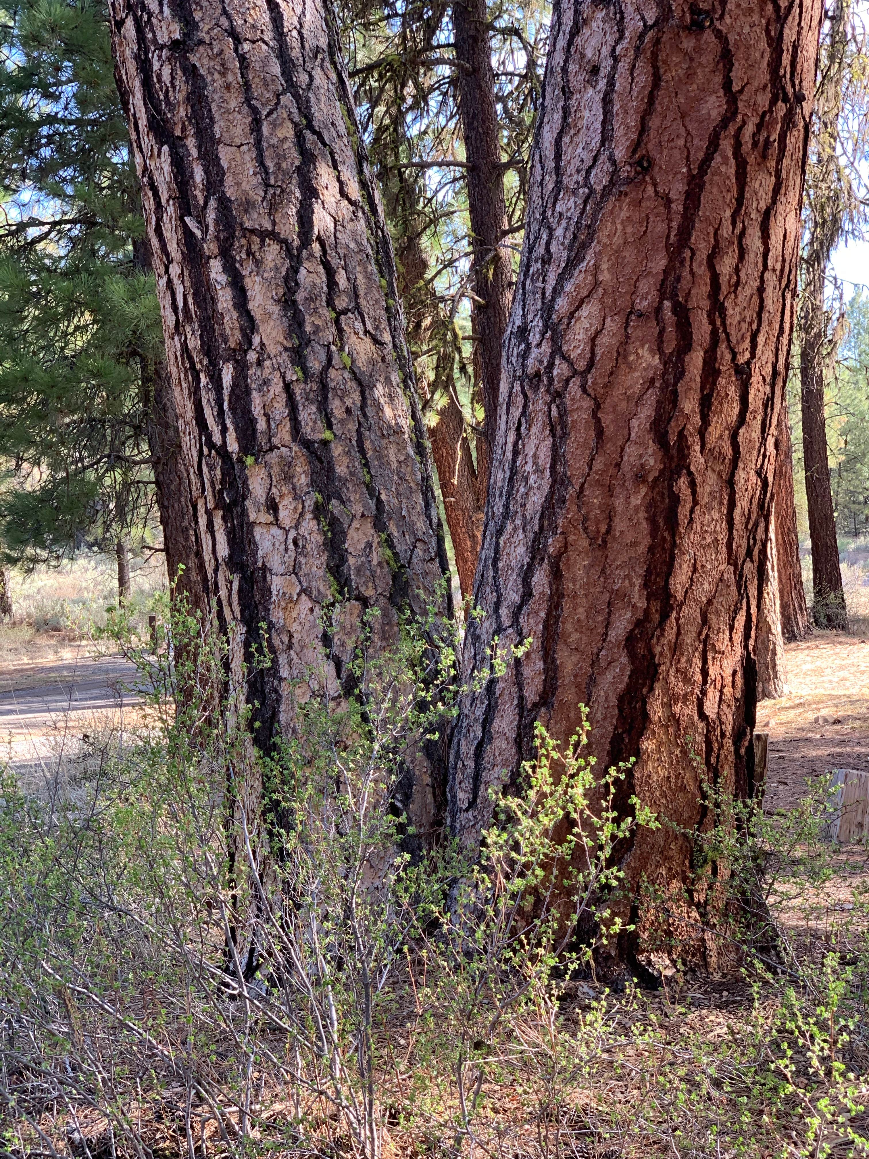 Camper-submitted photo at Idlewild Campground - Malheur near Hines, OR