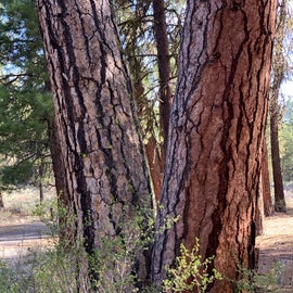 twin pine trees