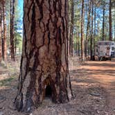 Review photo of Idlewild Campground - Malheur by Judy T., May 25, 2021