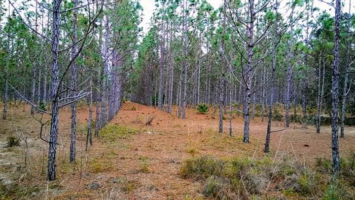 Camper-submitted photo at Starkey Wilderness Preserve — Serenova Tract near Lutz, FL