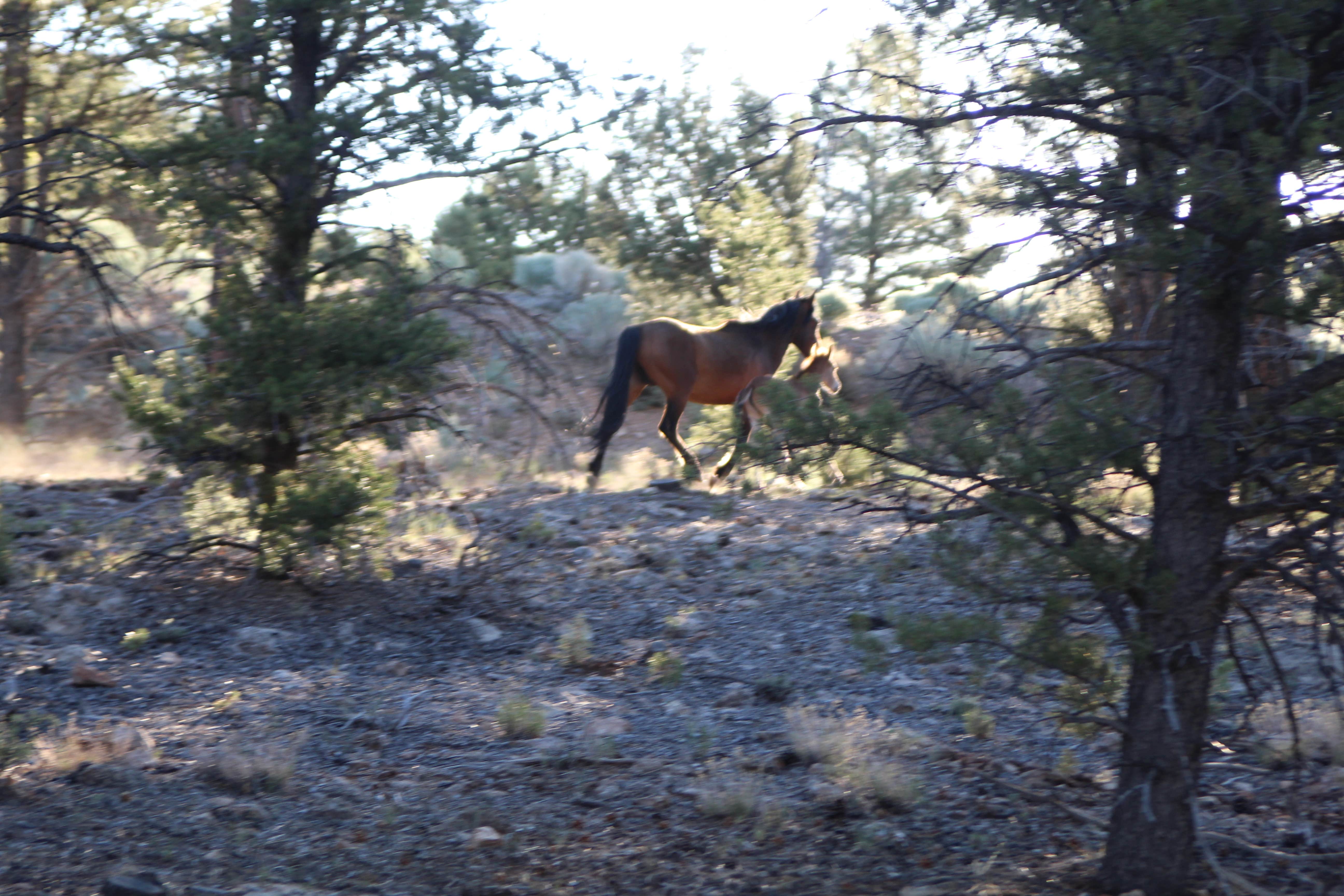 Joel R.'s photo of camping with a horse at Trailer Village RV Park — Grand Canyon National Park near Tuba City, AZ