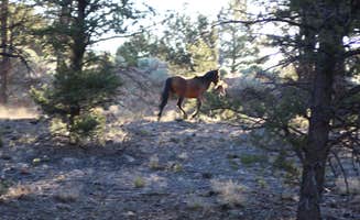 Joel R.'s photo of camping with a horse at Trailer Village RV Park — Grand Canyon National Park near Kaibab National Forest