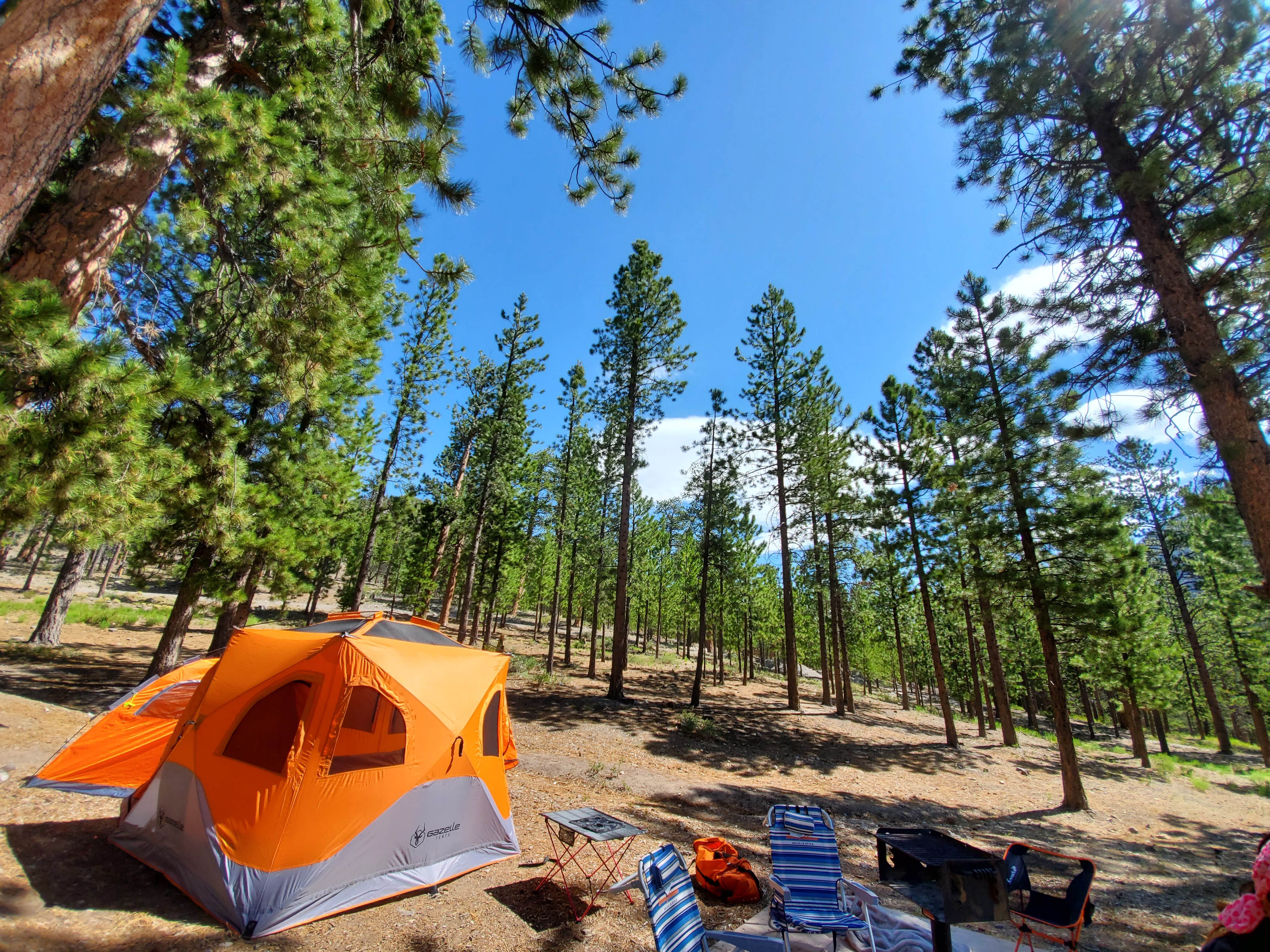 Camper submitted image from Toiyabe National Forest Old Mill Campground - 3