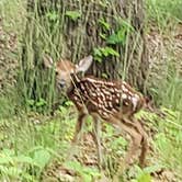 Review photo of Red Top Mountain State Park Campground by Gordon L., May 25, 2021