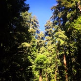 Review photo of Portola Redwoods State Park Campground by Liz M., July 15, 2016